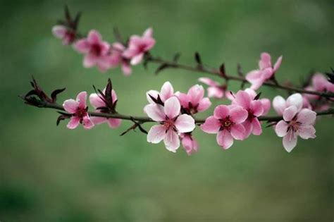 牆外桃花|八字看你是否命帶墻外桃花